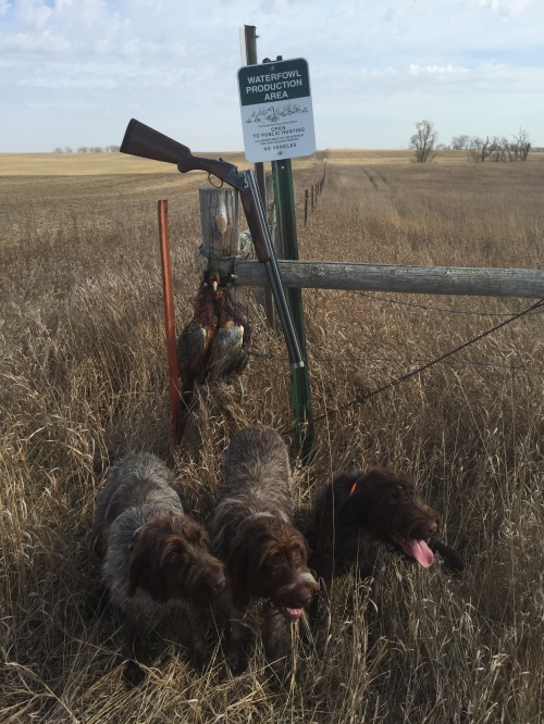 tuesday-2-roosters-nd-2015