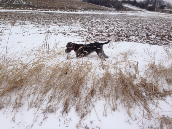 Gomer (7 mo old male Wirehaired Pointing Griffon) on point in the snow.