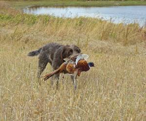 TracHer retrieving a pheasant