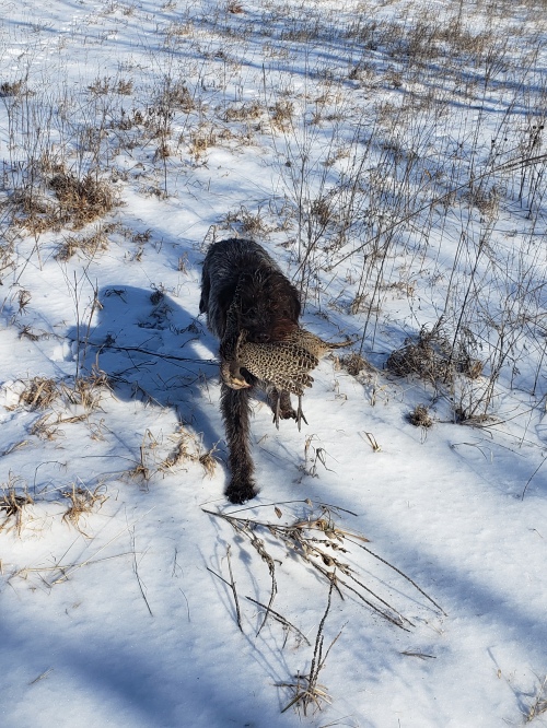 Ruth Retrieve Wirehaired Pointing Griffon
